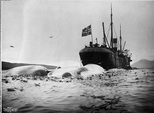 Hvalfangst: Hvalbåt med dagens fangst på slep. Spitsbergen sommeren 1906 Foto: Severin Worm-Pettersen